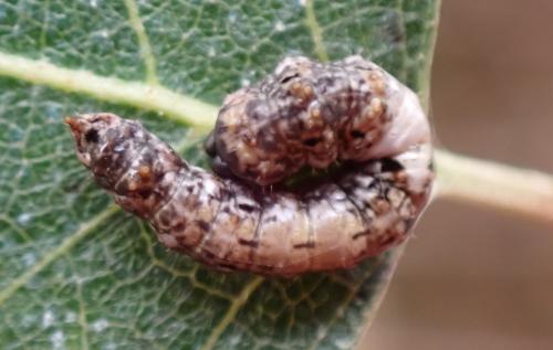 Falcaria lacertinaria